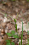 Limestone meadow sedge